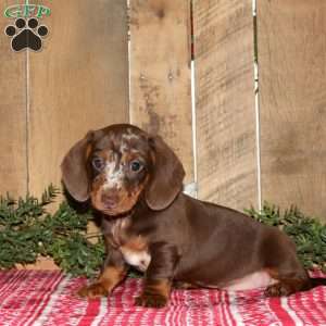 Arnold, Dachshund Puppy