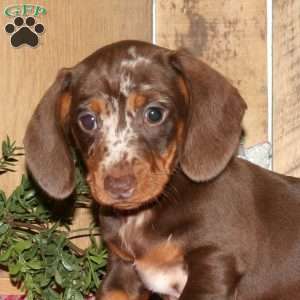 Arnold, Dachshund Puppy