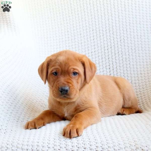 Arrow, Fox Red Labrador Retriever Puppy