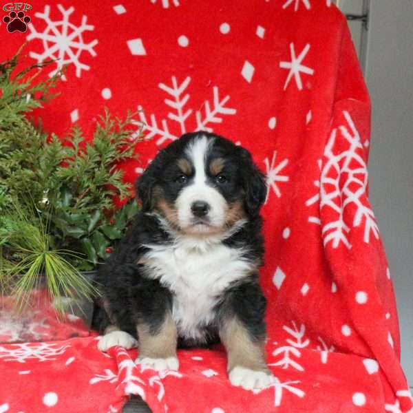 Arrow, Bernese Mountain Dog Puppy