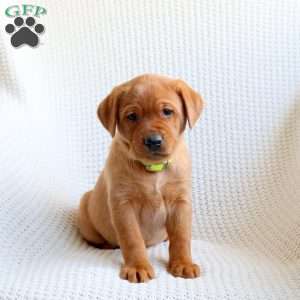 Arrow, Fox Red Labrador Retriever Puppy