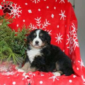 Arrow, Bernese Mountain Dog Puppy