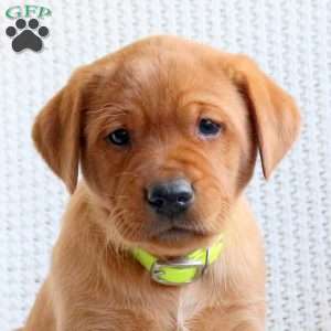 Arrow, Fox Red Labrador Retriever Puppy