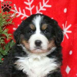 Arrow, Bernese Mountain Dog Puppy