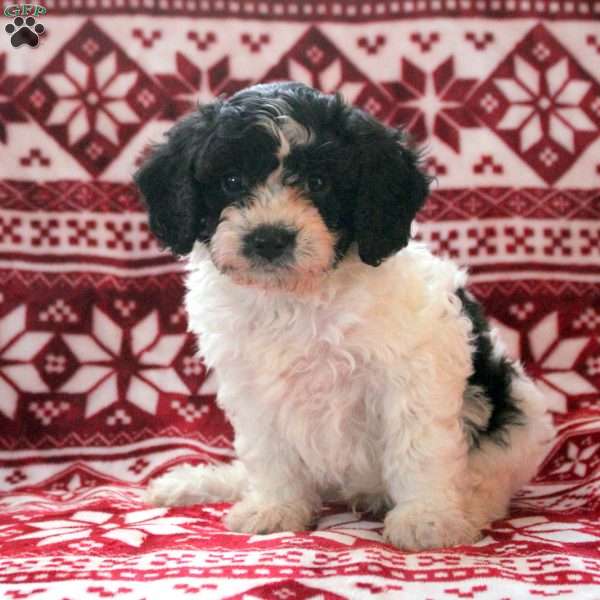 Arthur, Cavachon Puppy