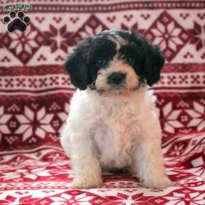 Arthur, Cavachon Puppy