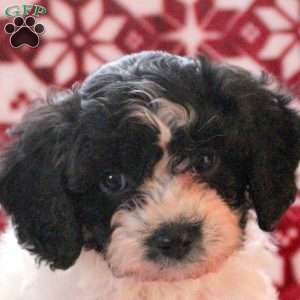 Arthur, Cavachon Puppy