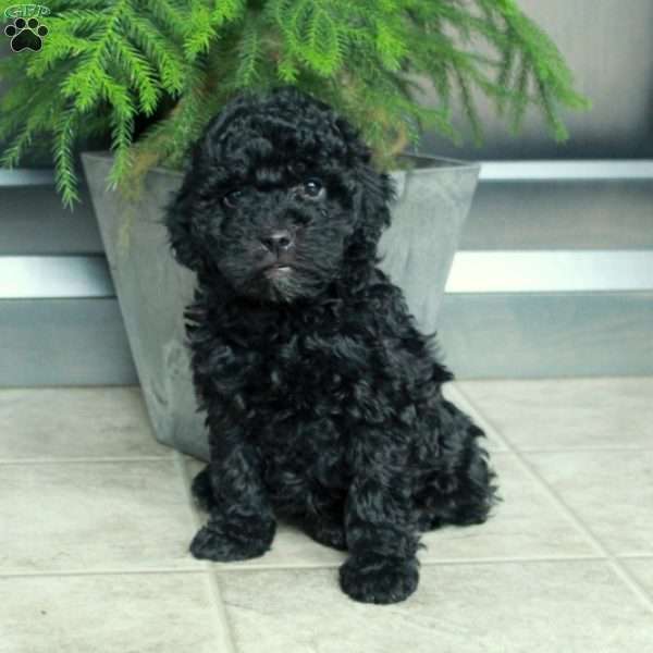 Arya, Miniature Poodle Puppy