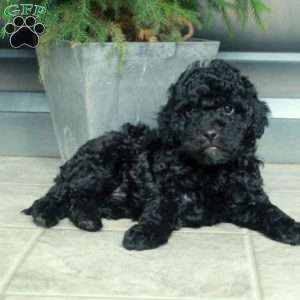 Arya, Miniature Poodle Puppy