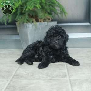 Arya, Miniature Poodle Puppy
