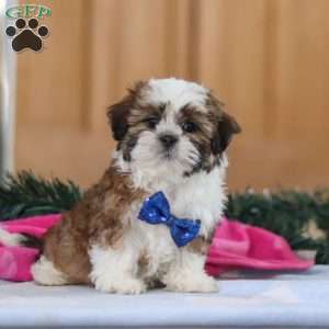 Asher, Shih Tzu Puppy