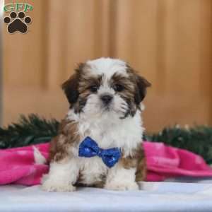 Asher, Shih Tzu Puppy