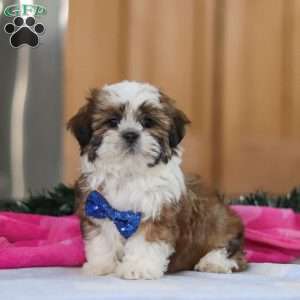 Asher, Shih Tzu Puppy