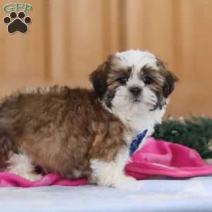 Asher, Shih Tzu Puppy