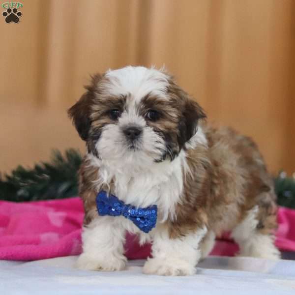 Asher, Shih Tzu Puppy