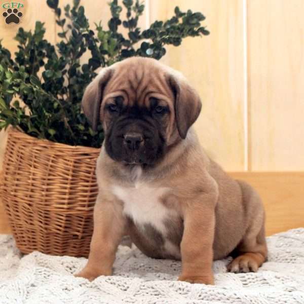 Asher, Cane Corso Puppy