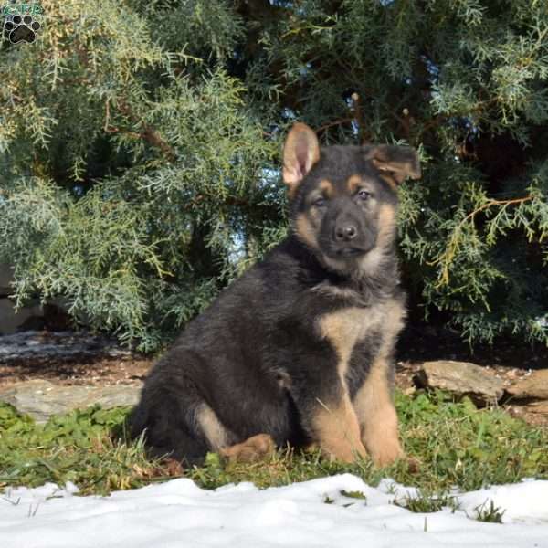 Asher, German Shepherd Puppy