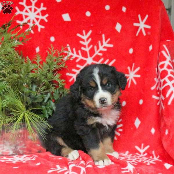 Asher, Bernese Mountain Dog Puppy