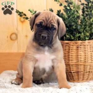 Asher, Cane Corso Puppy