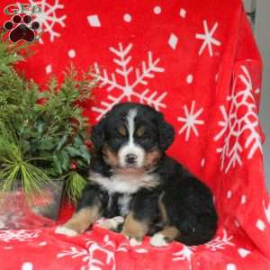 Asher, Bernese Mountain Dog Puppy