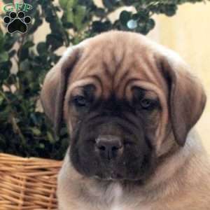 Asher, Cane Corso Puppy