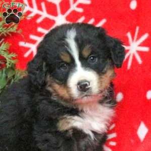 Asher, Bernese Mountain Dog Puppy