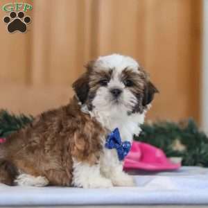 Asher, Shih Tzu Puppy