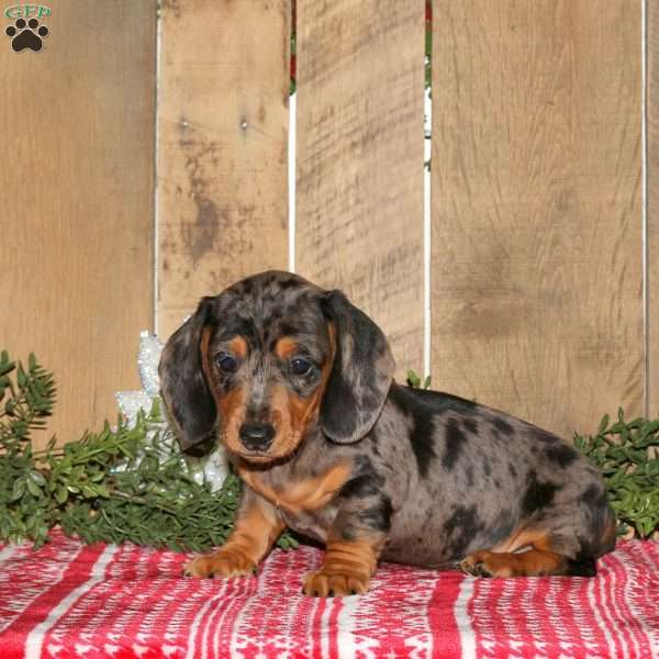 Ashton, Dachshund Puppy