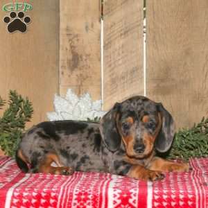 Ashton, Dachshund Puppy