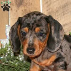 Ashton, Dachshund Puppy