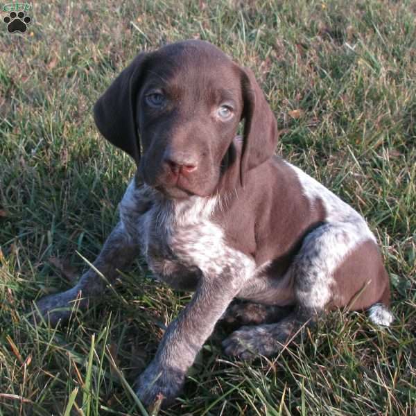 Ashton, German Shorthaired Pointer Puppy