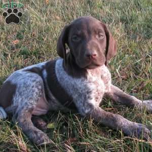 Ashton, German Shorthaired Pointer Puppy