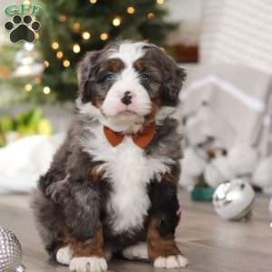 Aspen, Mini Bernedoodle Puppy