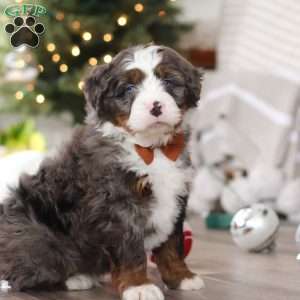 Aspen, Mini Bernedoodle Puppy