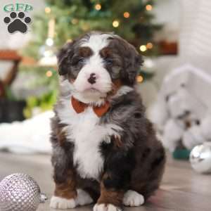 Aspen, Mini Bernedoodle Puppy