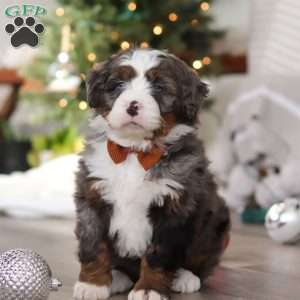 Aspen, Mini Bernedoodle Puppy