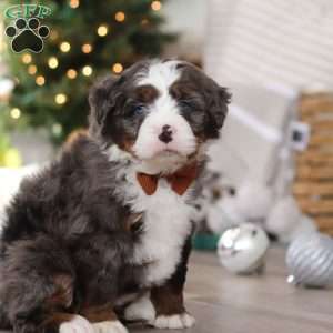 Aspen, Mini Bernedoodle Puppy