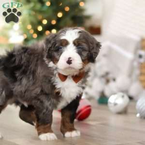 Aspen, Mini Bernedoodle Puppy