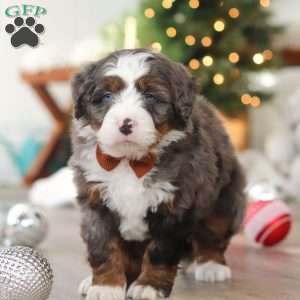 Aspen, Mini Bernedoodle Puppy