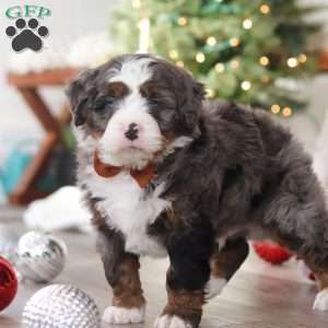 Aspen, Mini Bernedoodle Puppy