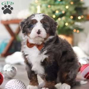 Aspen, Mini Bernedoodle Puppy