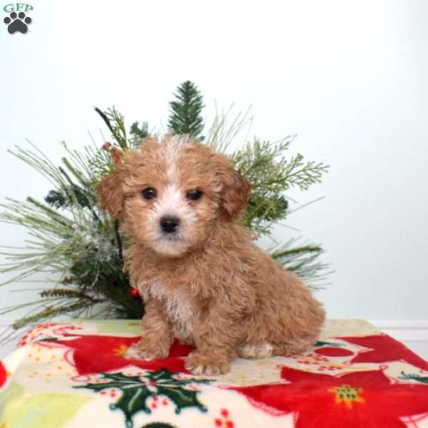 Aspen, Maltipoo Puppy