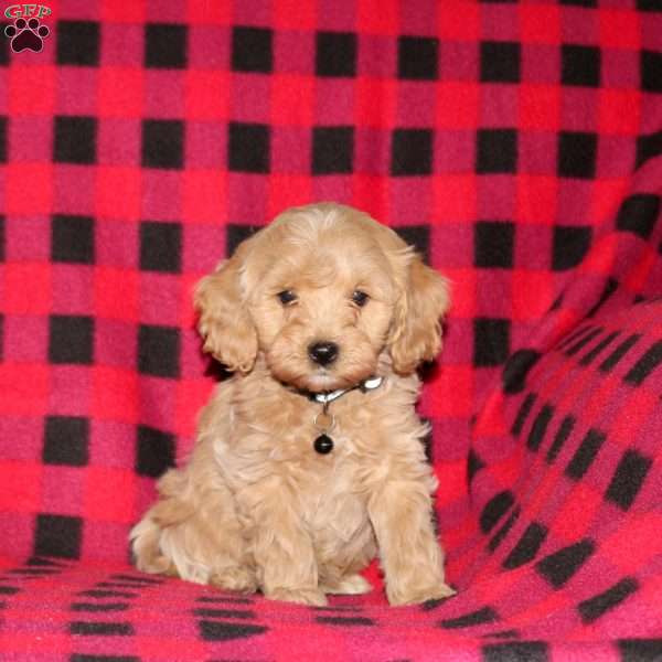Aspen, Cockapoo Puppy