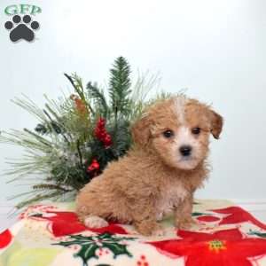 Aspen, Maltipoo Puppy