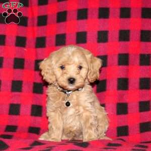 Aspen, Cockapoo Puppy