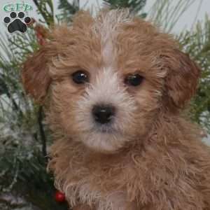 Aspen, Maltipoo Puppy