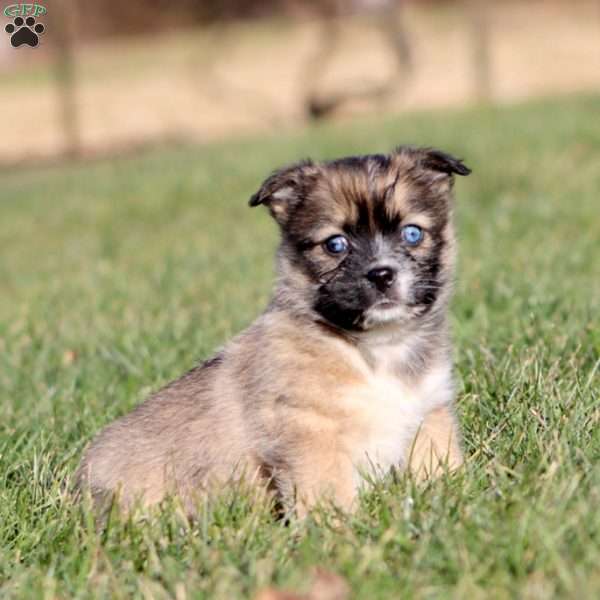 Aspen, Shih Tzu Mix Puppy