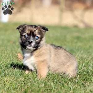 Aspen, Shih Tzu Mix Puppy