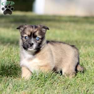 Aspen, Shih Tzu Mix Puppy