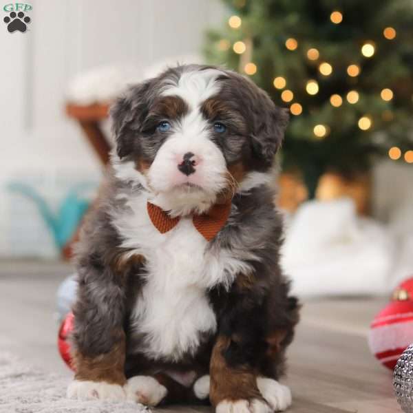 Aspen, Mini Bernedoodle Puppy